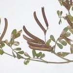 Image result for Tephrosia pumila