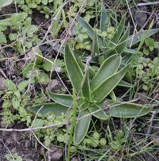 Image result for Landolphia lanceolata