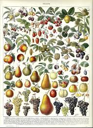 Fruits Vintage French Dictionary Color Illustration 1930 9 X 12 Fruit Wall Art Fruit Art Print Antique Prints