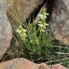 Image result for Psammotropha myriantha