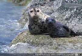 Tabiat seseorang yang jahat, sangat sukar hendak diubah. Klasifikasi Anjing Laut Phoca Vitulina Biologi Edukasi Belajar Sains Biologi