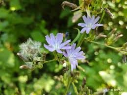 Image result for Lactuca glandulifera