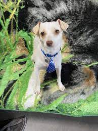 Hello there, this is a superb opportunity if you want a quality french bulldog at a great price! Dog For Adoption Phineas A Chihuahua Mix In Palo Alto Ca Petfinder
