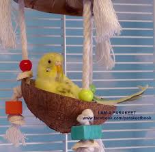 In My Cradle From I Am A Parakeet Parakeet Book For Kids Kus Oyuncaklari Muhabbet Kuslari Kus Kafesi