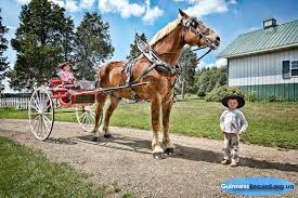самый большой конь в мире занесенный в книгу гиннеса Samyj Bolshoj Bogatyrskij Kon Kniga Rekordov Ginnesa Mirovye Rekordy I Dostizheniya