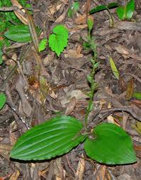 Image result for Liparis bowkeri