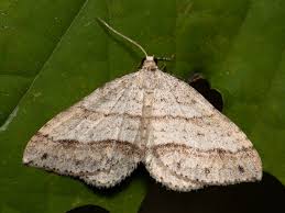 Image result for Mesotype parallelolineata