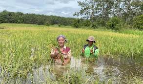 Maybe you would like to learn more about one of these? Pesawah Rugi Sawah Padi Tenggelam Metrotv