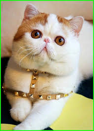 Contact hewan lucu on messenger. Gambar Kucing Lucu Imut Dan Paling Menggemaskan Sedunia Gambar Kucing Lucu Hewan Hewan Lucu