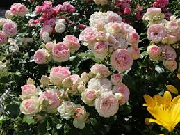 Sie wollen in ihrem garten wohnen? Strauchrose Eden Rose 85 Schonste Rosen Expertenwissen