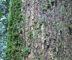 Image result for Petersianthus macrocarpus