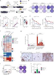 Above the helmet and the coronet there is the same raven with a ring. Reversal Of Pre Existing Ngfr Driven Tumor And Immune Therapy Resistance Nature Communications