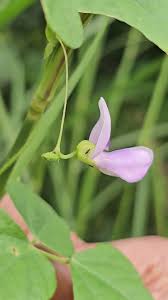 Image result for Dolichos trilobus