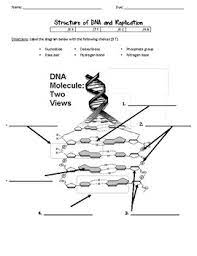 Learn vocabulary, terms, and more with flashcards, games, and other study tools. Dna Structure And Replication Worksheet By Scientific Musings Tpt