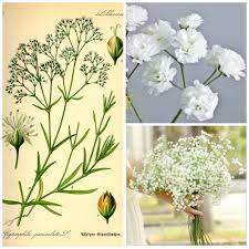 Gypsophila Paniculata Brudeslor Caryophyllaceae Nellikfamilien Snitt