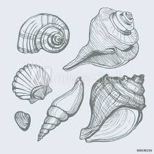 The drawing may be purchased as wall art, home decor, apparel, phone cases, greeting cards, and more. Conch Shell Line Drawing At Paintingvalley Com Explore Collection Of Conch Shell Line Drawing