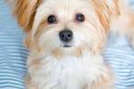 Morkie Mixed Dog Breed Pictures, Characteristics, & Facts