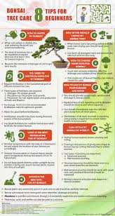 Maybe you would like to learn more about one of these? Bonsai Tree Care 8 Tips For Beginners Visual Ly