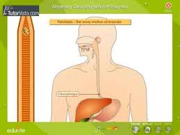 Alimentary Canal And Action Of Enzymes Youtube