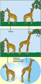 According to darwin, all organisms found on earth are related to each other because they all share a common ancestor. Quia Ap Chapter 22 Descent W Modification Basic