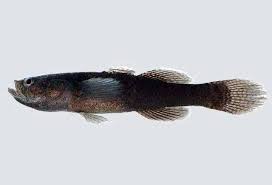 Image result for Osyridicarpos schimperianus