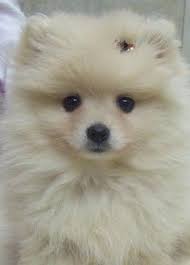 65 I Love Pomeranians Ideas Pomeranian Dogs Cute Animals