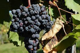 Für die weinbereitung benötigen wir jedoch deutlich höhere reifegrade, um hohe geschmackliche dichte und niedrige säurewerte zu erreichen. Traubenwelke Wikipedia