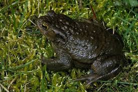 Die deklination des substantivs erdkröte ist im singular genitiv erdkröte und im plural nominativ erdkröten. Erdkrote Bufo Bufo Www Natur In Nrw De