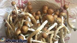 Pin On Magic Mushrooms Growkits