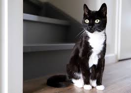 He has been neutered, flea/wormed and will come with cat litter/tray, wet/dry cat food, ceramic food bowls, scratch post tree with toys, flea/worming treatment. 9 Beautiful Black And White Cat Breeds Daily Paws
