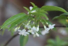 Pohon anting putri,banyak di jadikan bonsai oleh pegiat bonsai.menurut info,anting putri mudah dan cepat pertumbuhannya.harga bahan bonsai anting putrijual b. Bibit Bonsai Tanaman Hias Anting Putri Tanaman Hias Bonsai Anting Putri Wrightia Religiosa Shopee Indonesia