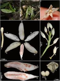 Check spelling or type a new query. New Contributions To The Flora Of Myanmar Sciencedirect