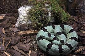 Banded Rock Rattlesnake Free Public Domain Stock Photo Rattlesnake Snake Venom Beautiful Snakes