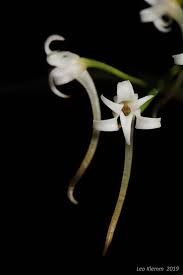 Image result for Cyrtorchis praetermissa