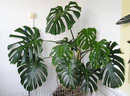 Le Philodendron Monstera Est Une Plante Verte D 39 Interieur Au Feuillage Tres De Decoration Plantes Interieur Philodendron Plante Verte Interieur