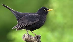 Er wurde mithilfe einer nistkaste. Amsel Im Garten Lebensraum Nistverhalten Und Bevorzugte Nahrung