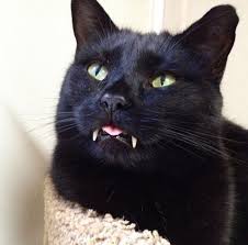Kedi Sandi Dunyanin En Tatli Vampiri Cikti Yasam Guncel Haberler