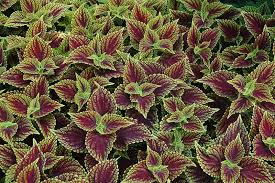 Image result for Coleus shirensis