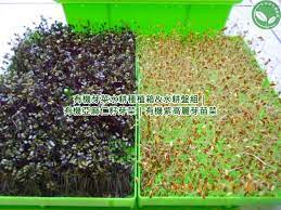 有機芽菜 芽菜機 芽菜培育箱 水耕盤 芽菜種子 亞麻仁籽清洗 培育亞麻仁籽芽苗菜之亞麻仁種子種植前之清洗步驟詳解