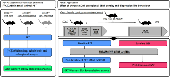 Remember that the right place to. Pet Imaging Of The Mouse Brain Reveals A Dynamic Regulation Of Sert Density In A Chronic Stress Model Translational Psychiatry