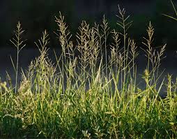 Image result for Arundinella