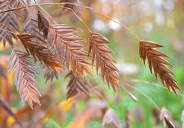 Tan seed heads emerge in summer and remain as attractive white ornamentation from midsummer through winter. Chasmanthium A Native Grass For Shade A Way To Garden