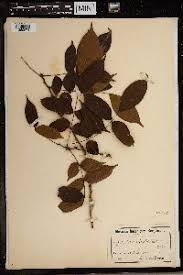 Image result for Rourea thomsonii