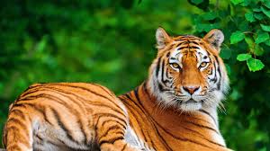 It's an epic tiger meal. Wallpaper Id 28957 Tiger Big Cat Carnivore Lie Stone 4k