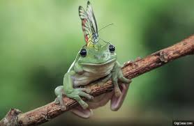 37張會讓人對青蛙完全改觀的 爆萌蛙 搞笑照片集 照片 frog pictures tree frog tattoos frog habitat