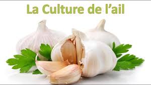 Le Melon Culture Semis Plantation Taille Entretien Et Recolte Youtube