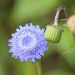 Image result for Crassocephalum rubens