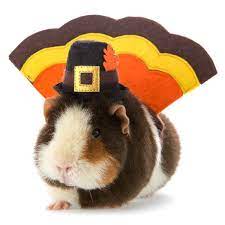 Thrills Chills Pet Halloween Turkey Costume Costumes Petsmart Pet Costumes Cute Hamsters Halloween Animals