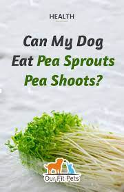 Can My Dog Eat Pea Sprouts Pea Shoots Our Fit Pets Dog Eating Sprouts Dog Food Recipes