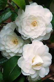 Pin On Camellia